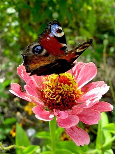 Тебя загипнотизировали с детства, что слушать свой собственный голос – это шизофрения. А слушать ... - 6