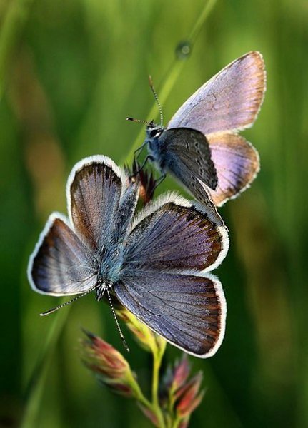 Тебя загипнотизировали с детства, что слушать свой собственный голос – это шизофрения. А слушать ... - 4