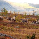  ,  -  13  2015     -    ( )   ( )