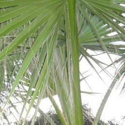 �����, ��������, 64 ����