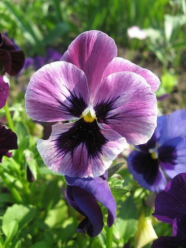 Тебя загипнотизировали с детства, что слушать свой собственный голос – это шизофрения. А слушать ...