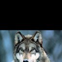 ���� ����������, �����������, 39 ��� - ��������� 19 ������� 2015 � ������ ���� ����������