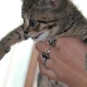 ���� Racosh, ����-�������, 60 ��� - ��������� 27 ���� 2015 � ������ ���� ����