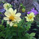  , , 61  -  9  2015   ۻ