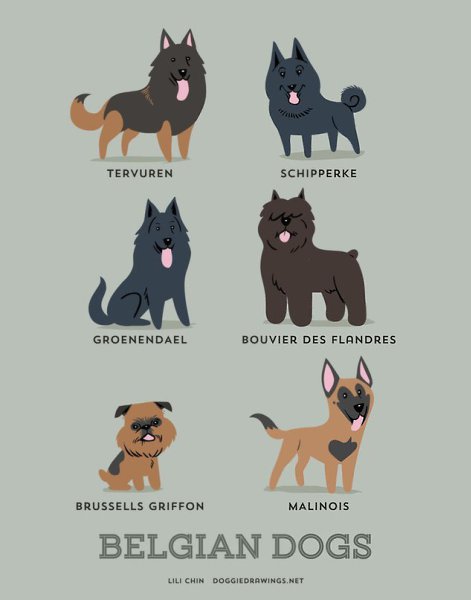 Dog breeds - 4