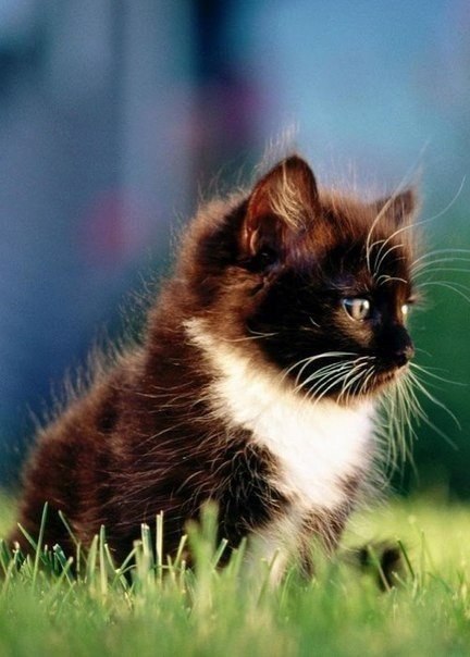 |В| Счастье есть... |В| - 12 августа 2015 в 23:26 - 5