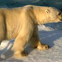 ���� ���������� �� ������� �������