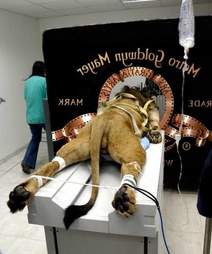   Metro-Goldwyn-Mayer