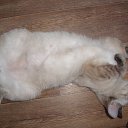 ���� �����, �������, 48 ��� - ��������� 7 ���� 2015 � ������ ���������