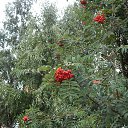 ���� ��������, ��������, 70 ��� - ��������� 4 ���� 2015 � ������ ������ ����