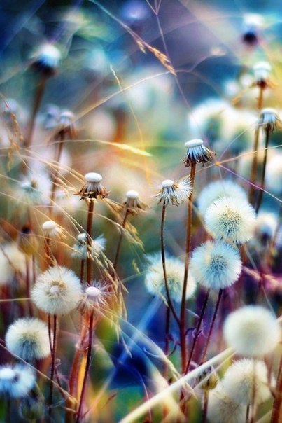 Загадайте доброе желание и добавьте себе на стену одуванчики, чтобы оно сбылось!:) - 5