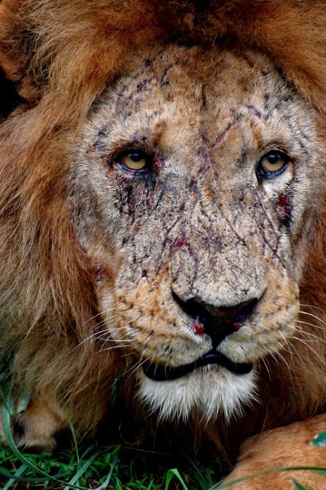 here he lies, his black blood everywhere.but no regret in his eyes and his pose...his might and his ...