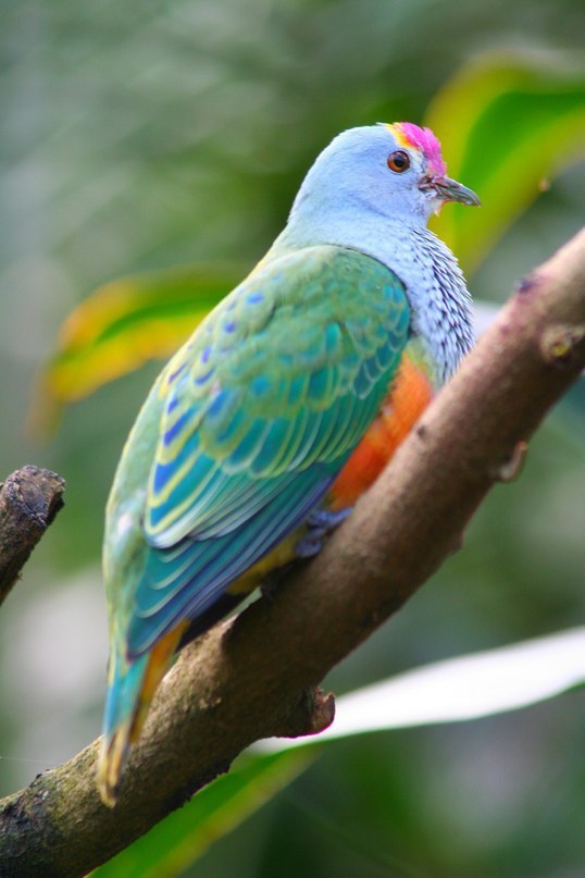   .     (. Ptilinopus regina)   ... - 2