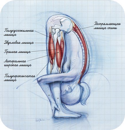КОМФОРТНОМУ ПРЕБЫВАНИЮ В УТТАНАСАНЕ (ИНТЕНСИВНОМ НАКЛОНЕ ИЗ ПОЛОЖЕНИЯ СТОЯ) МОЖЕТ НАУЧИТСЯ ДАЖЕ ...