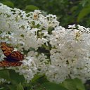 � ��� ���� �� ������� ���� ����������