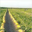 ���� ������, ���������, 49 ��� - ��������� 20 ���� 2015 � ������ �����