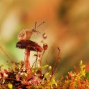 ���� Vikont, �����, 56 ��� - ��������� 20 ���� 2015 � ������ �������