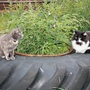  , -, 54  -  12  2015   