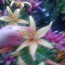 ���� Na)tali, ����������, 40 ��� - ��������� 19 ���� 2015 � ������ ������ ��������