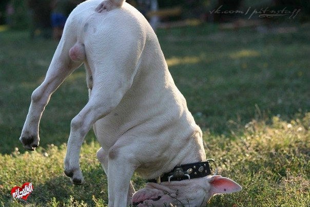 Английский бультерьер. - 11 июля 2015 в 21:33