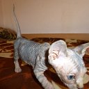 ���� �����, �������, 46 ��� - ��������� 2 ������� 2015 � ������ ������ ��������