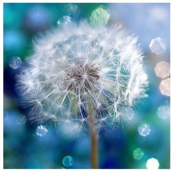 Загадайте доброе желание и добавьте себе на стену одуванчики, чтобы оно сбылось!:) - 6