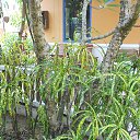    -  ,  -  4  2015    2014.  Lawana.  7-.