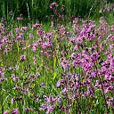 ���� �����, �����, 64 ���� - ��������� 9 ���� 2015 � ������ ����� ���� ���� (07.06.2015)�