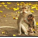  Irina, , 56  -  5  2015    