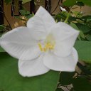    -  ,  -  23  2015    2014.  Peace.  11-.