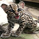 ���� ��������, ���� - ��������� 25 ���� 2015 � ������ ������ ��������