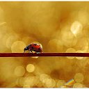 ���� ����, ���������, 53 ���� - ��������� 11 ������� 2015 � ������ ���� ����������