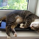 ���� �������� ���������, �����������, 63 ���� - ��������� 16 ������� 2015 � ������ �����