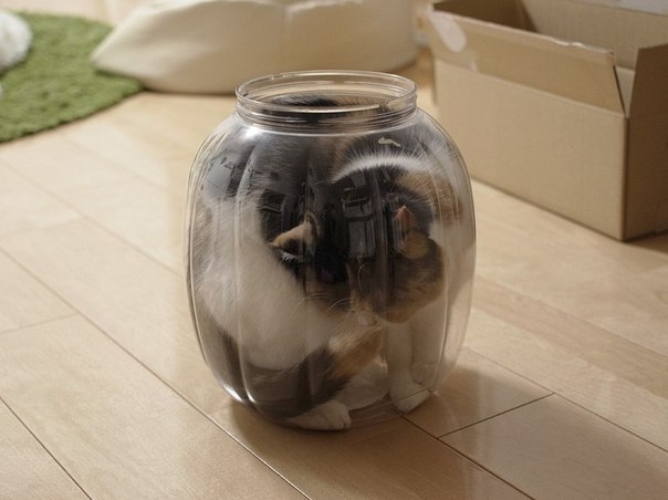 Приключения трехлитрового кота. - 3