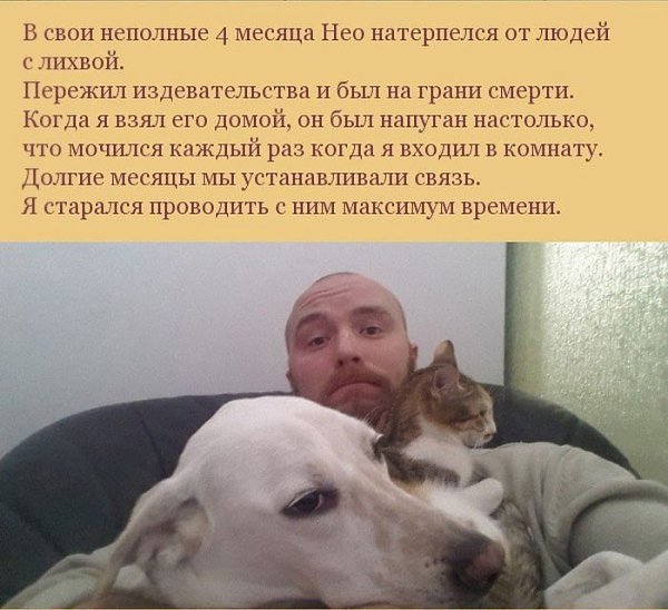 Как пес отплатил своему хозяину за спасение.Все мы слышали трогательные истории о преданности собак ... - 2