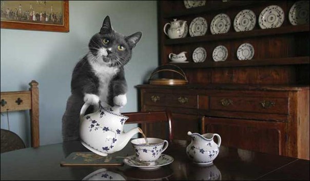 Кошки не ходят строем, у кошек нет документов. Им не нужна прописка и даже билеты в кино. Они сидят ...
