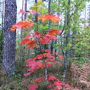 ���� �������, �� �������, �����-��������� - ��������� 17 �������� 2015 � ������ ������. �������� 2015�