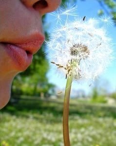Загадайте доброе желание и добавьте себе на стену одуванчики, чтобы оно сбылось!:) - 4