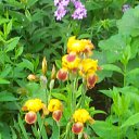  , -, 43  -  17  2015   