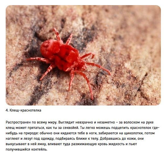 10 ,    .#Nature@facts2      ,  ... - 4