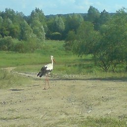 Anatoli, ����, 64 ����