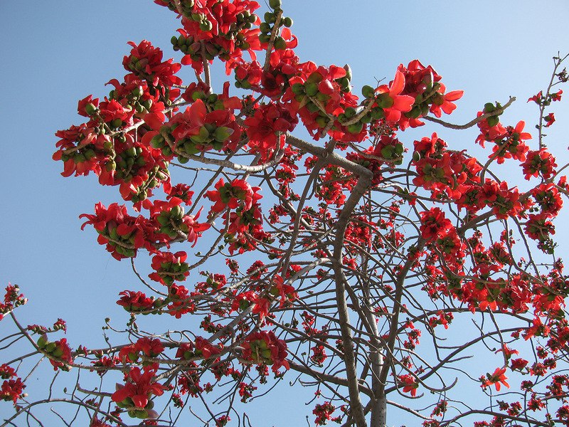    Bombax ceiba.    -  -  ... - 3