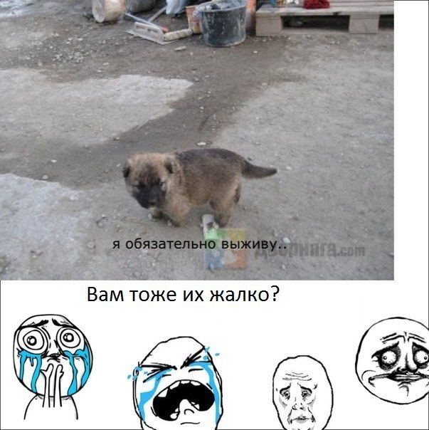 Мем с котом я обязательно Школа? Не, не слышали! опубликовал пост от 9 мая 2015 в 09:52 Фотострана Пост № 