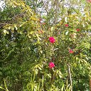    -  ,  -  4  2015    2014.  .  6-.