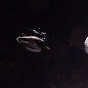 ���� ���������, �����-���������, 45 ��� - ��������� 2 ���� 2015 � ������ �������