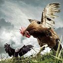  Arm, , 49  -  3  2015    