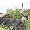  , -, 54  -  12  2015   