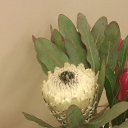  Dima, , 48  -  1  2015    