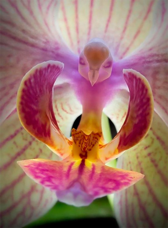    (Phalaenopsis)