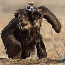 ���� ~Andrey~, �����-���������, 55 ��� - ��������� 17 �������� 2015 � ������ ������ ��������